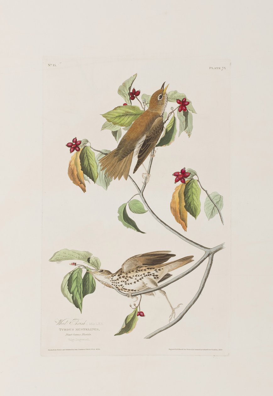 Illustrazione da 