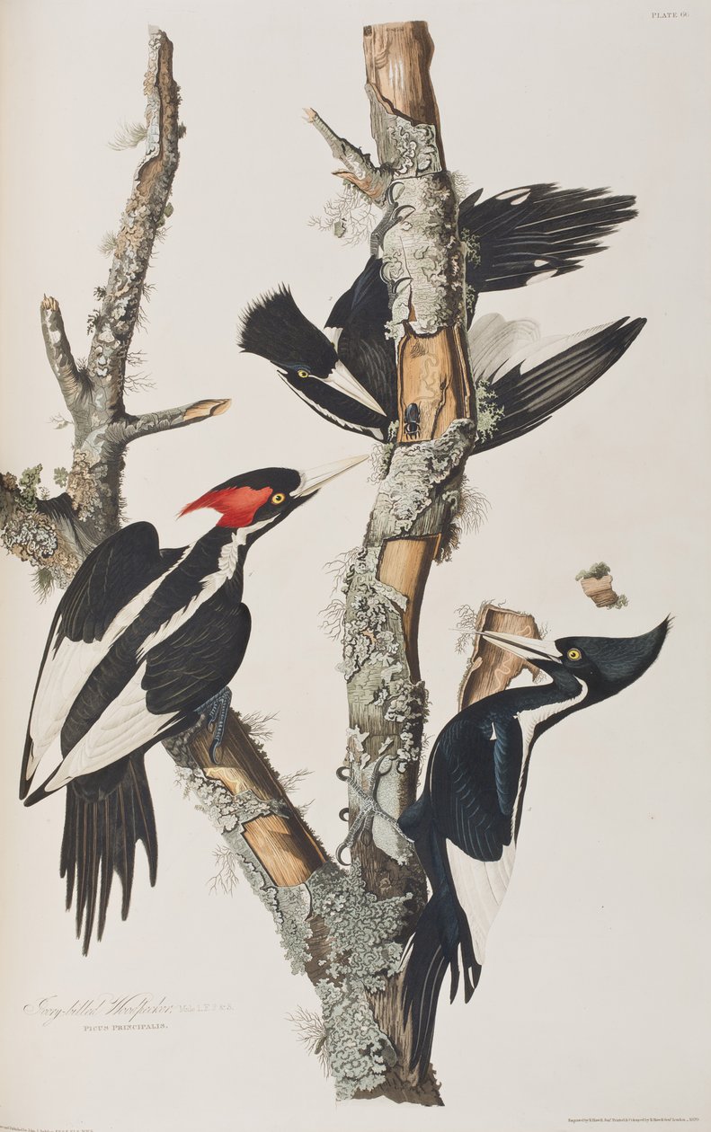 Illustrazione da 