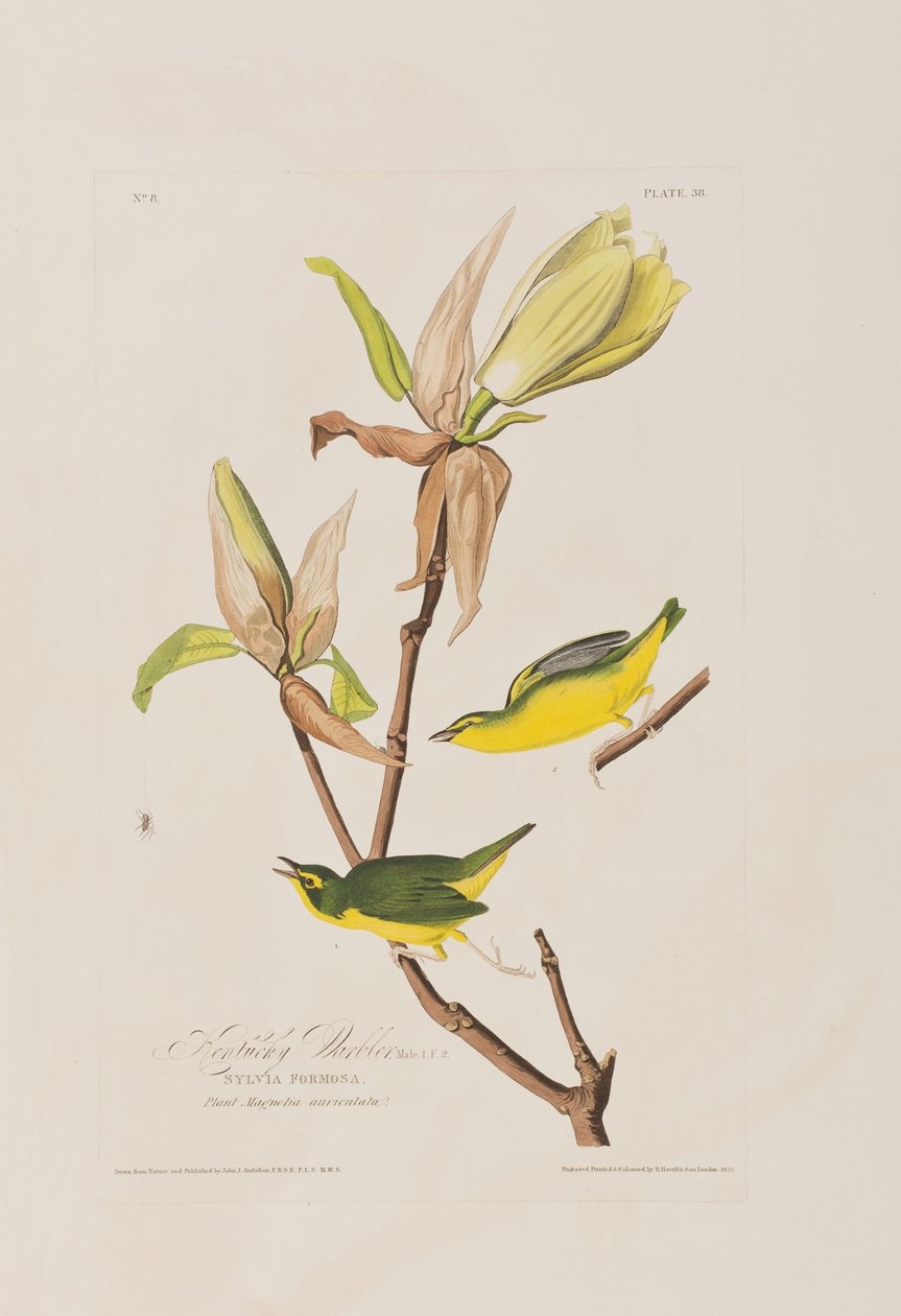 Illustrazione da 