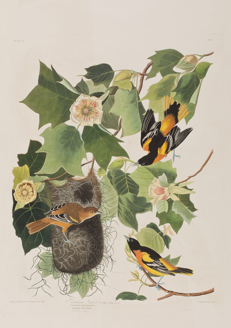 Illustrazione da 