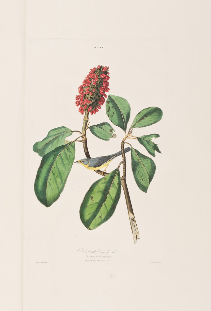 Illustrazione da 
