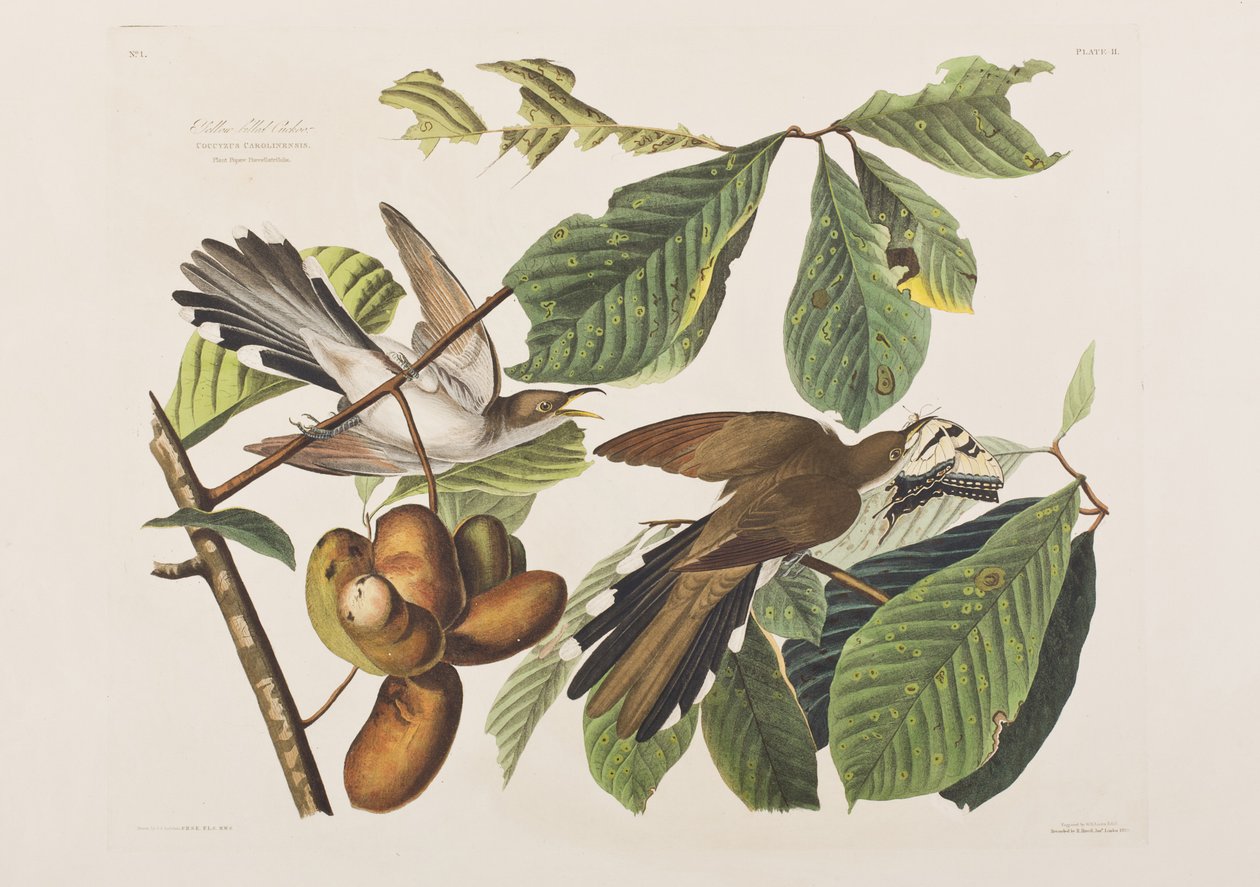 Illustrazione da 