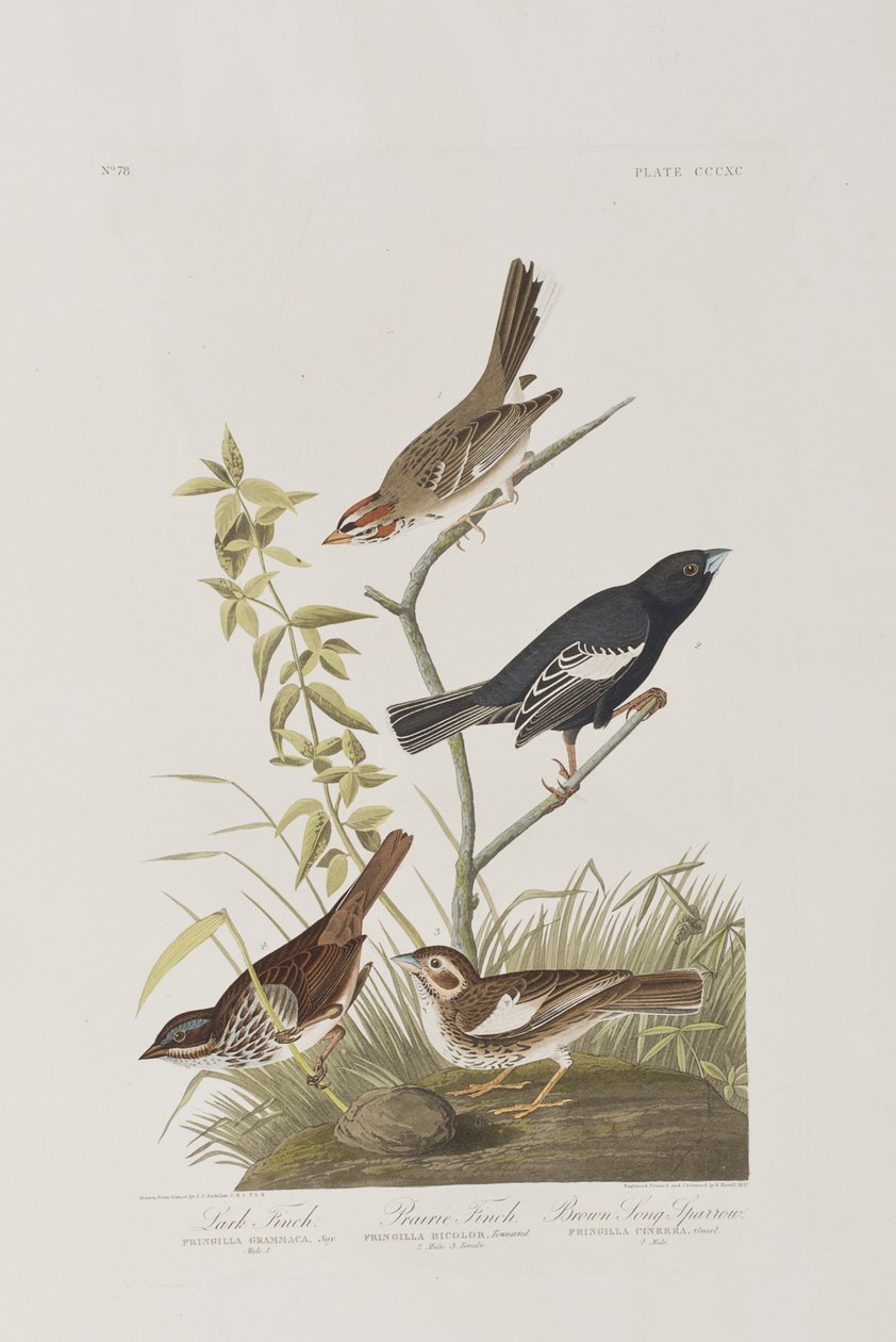Illustrazione da 