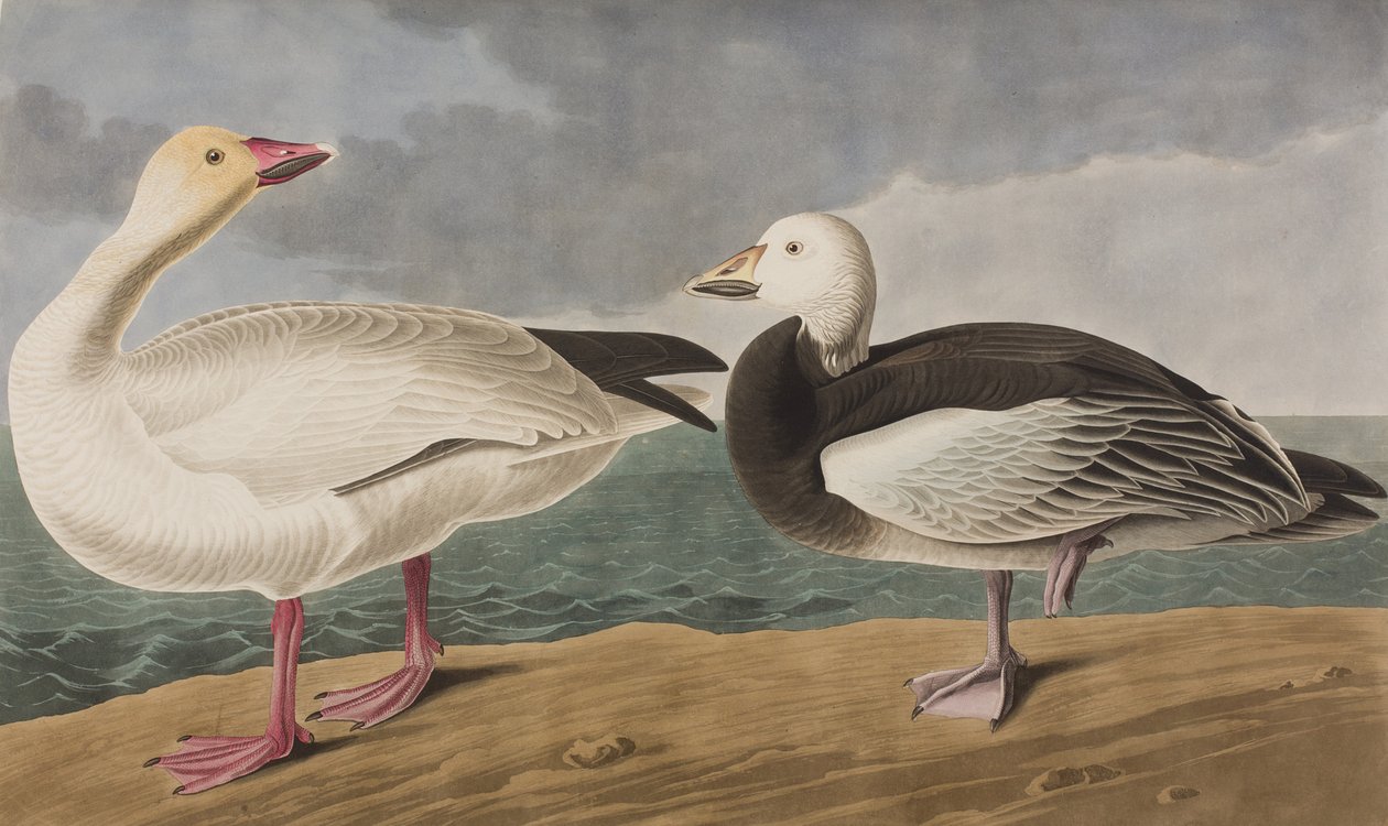Illustrazione da 