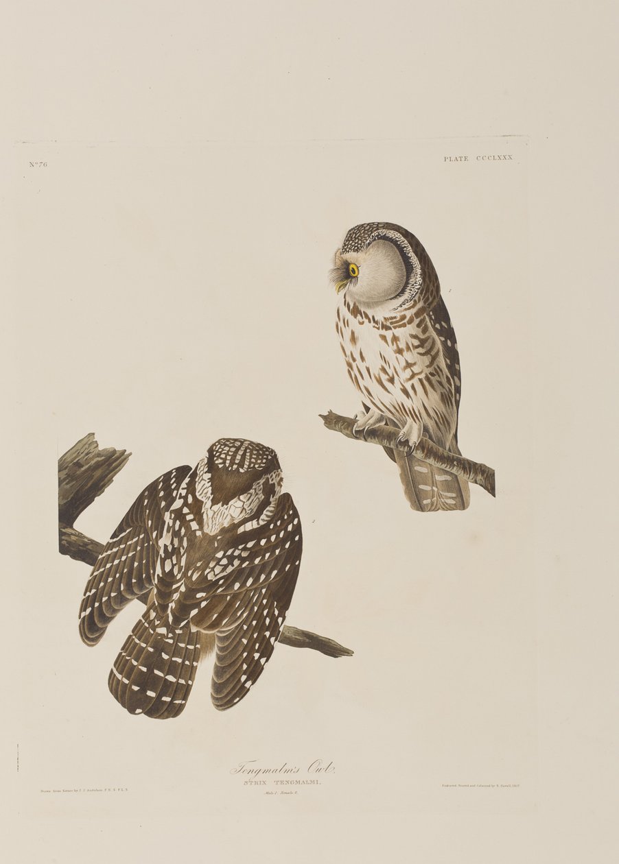 Illustrazione da 