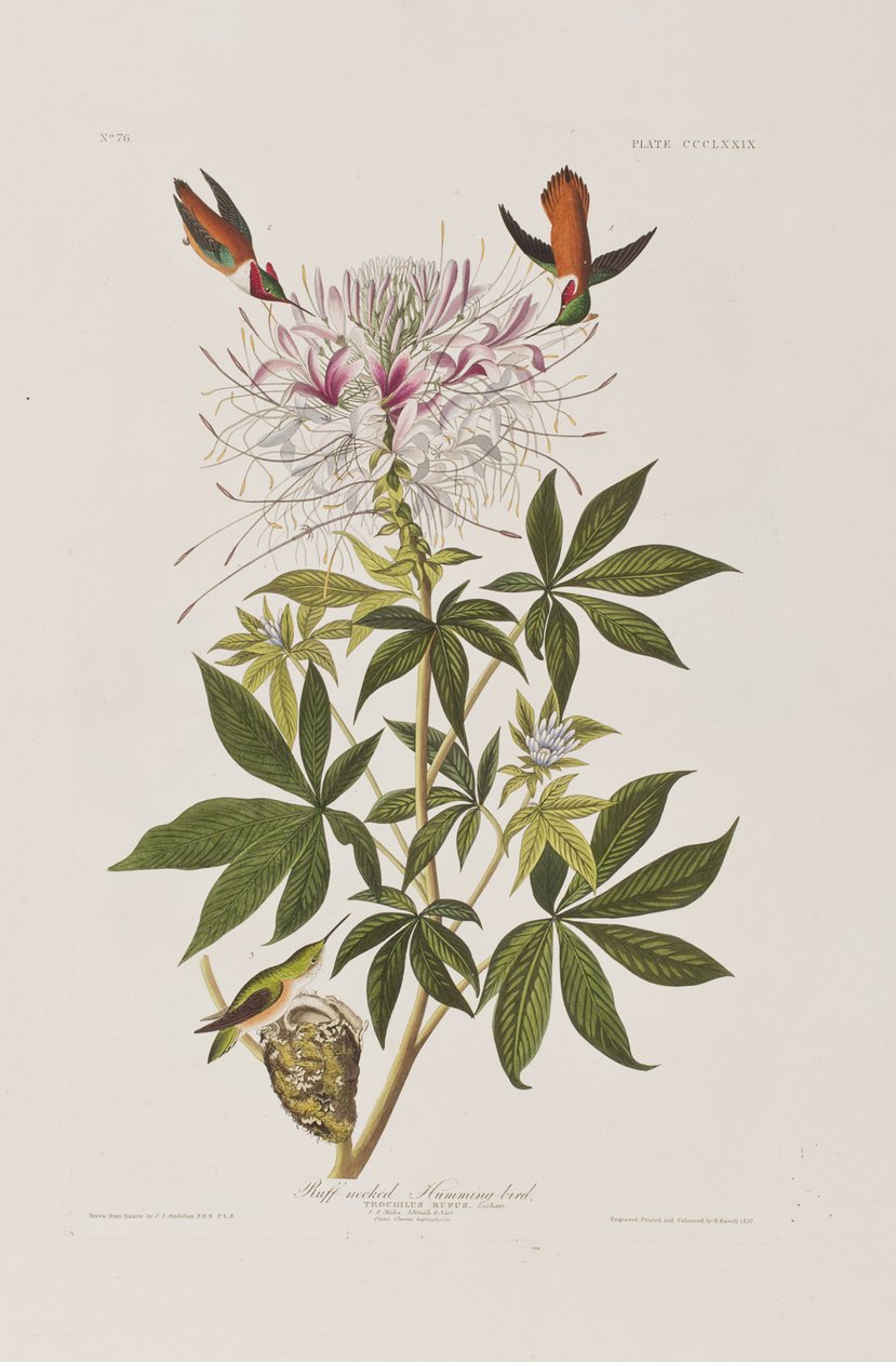 Illustrazione da 