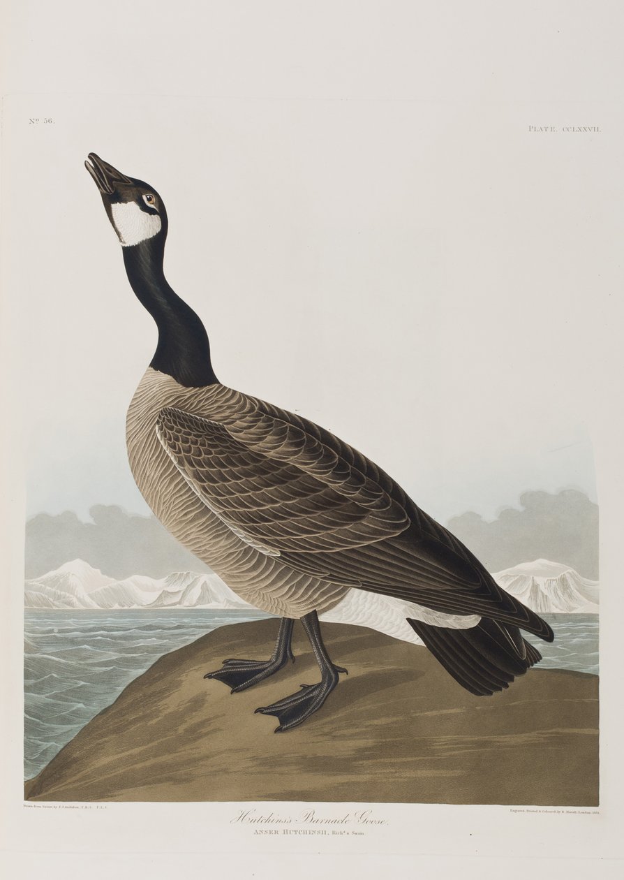 Illustrazione da 
