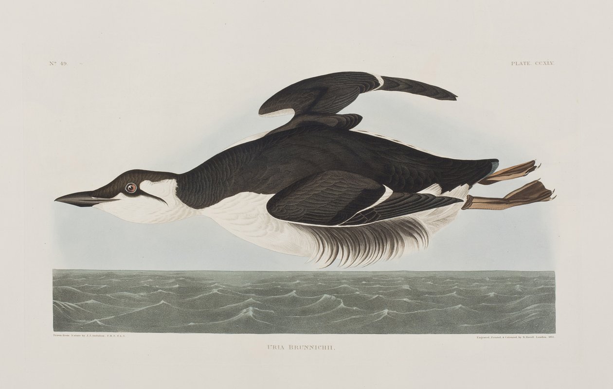 Illustrazione da 