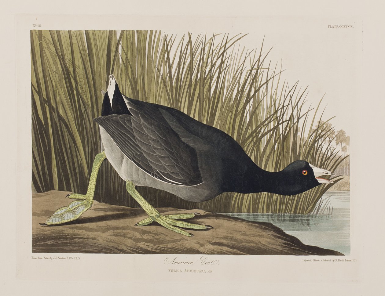 Illustrazione da 