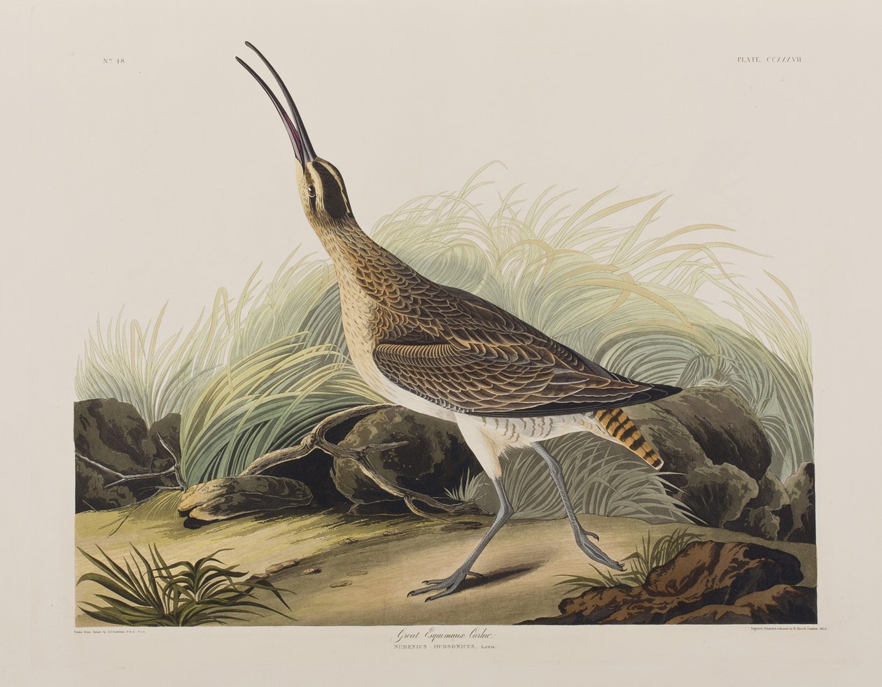 Illustrazione da 