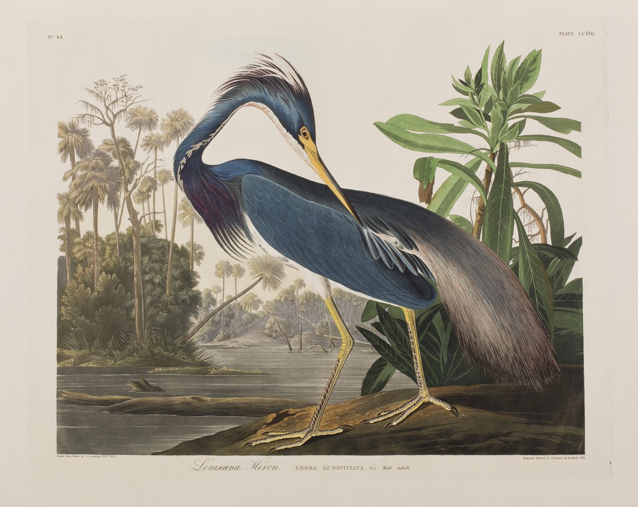 Illustrazione da 