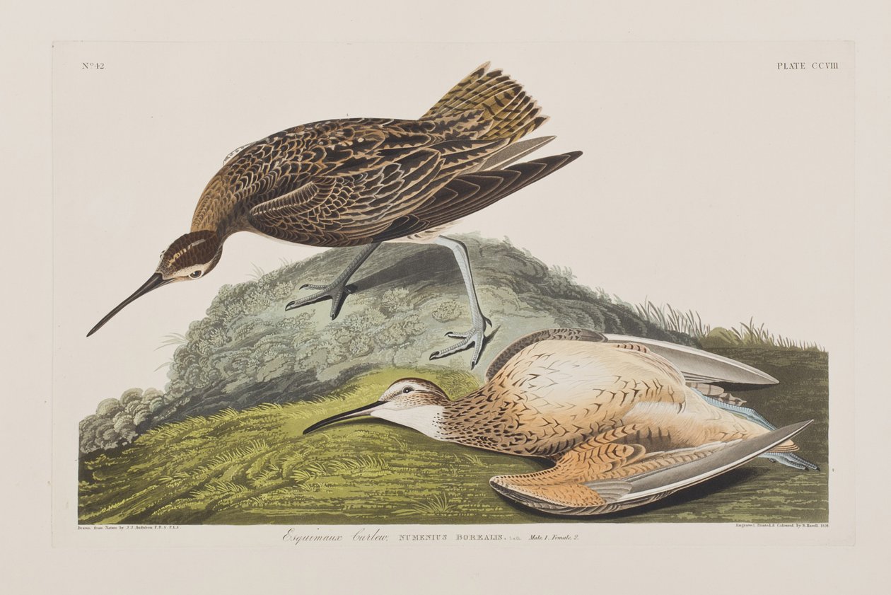 Illustrazione da 