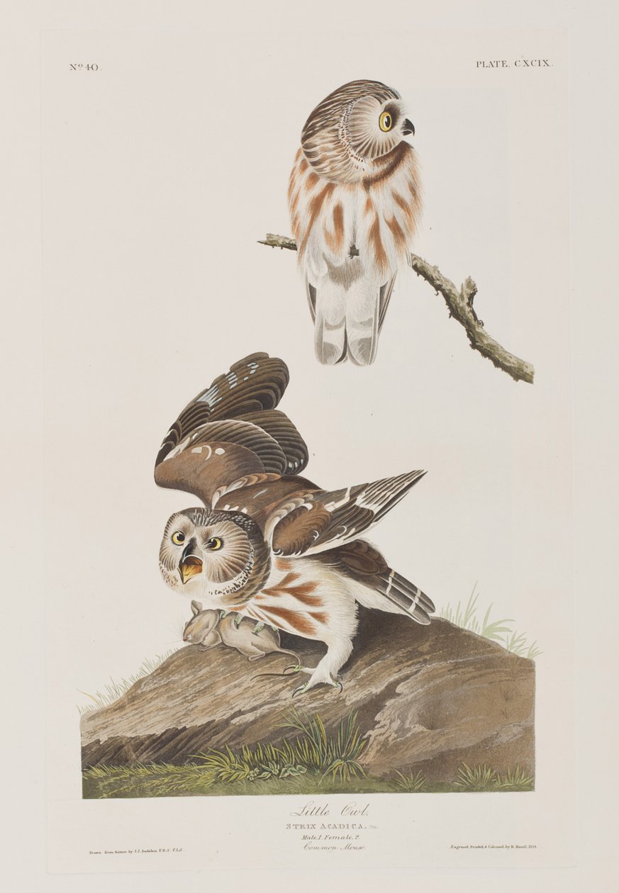 Illustrazione da 