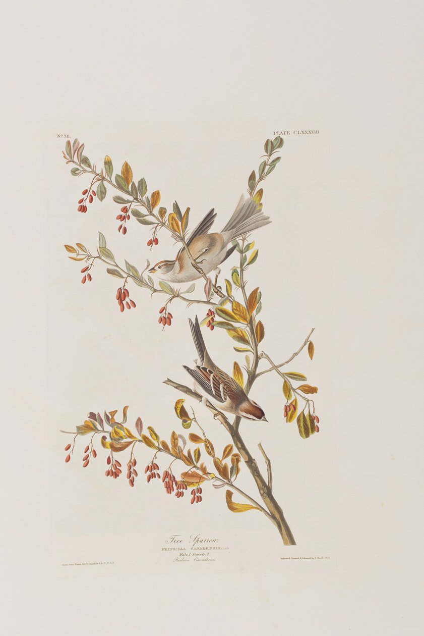 Illustrazione da 