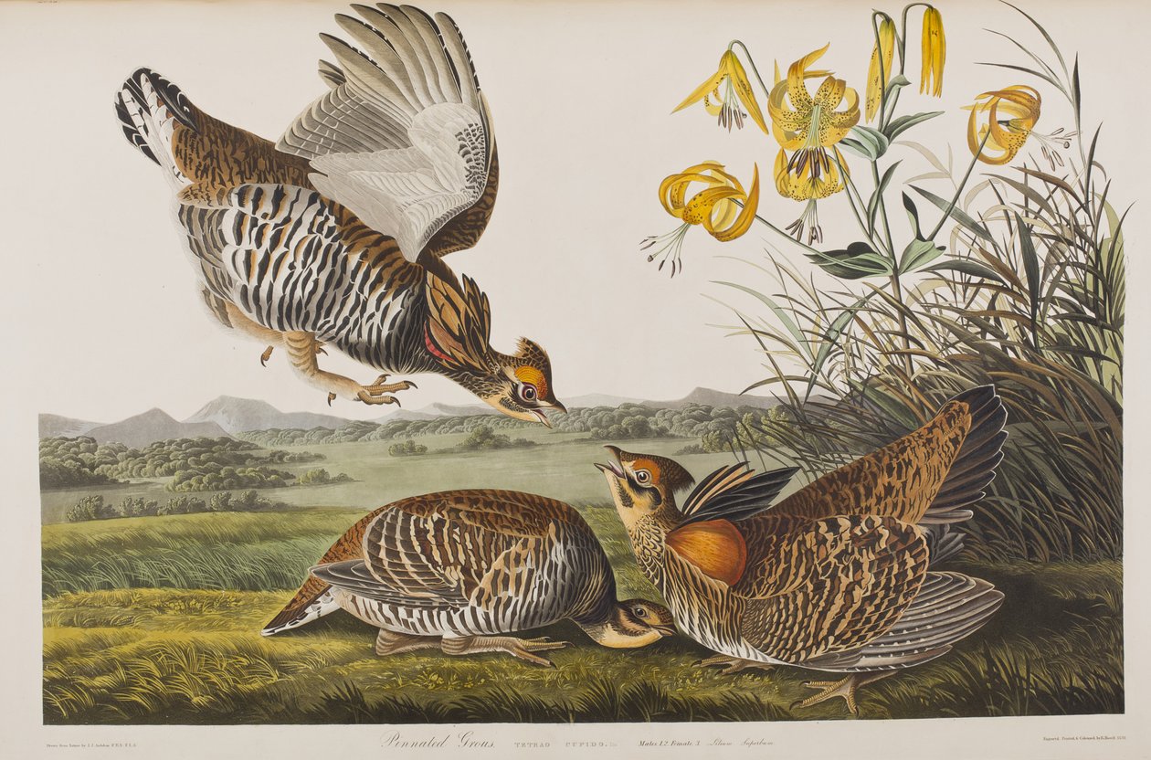 Illustrazione da 