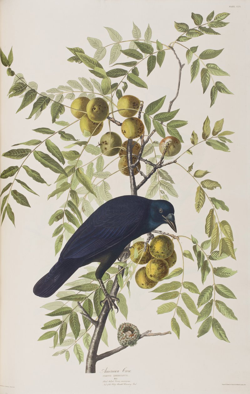 Illustrazione da 