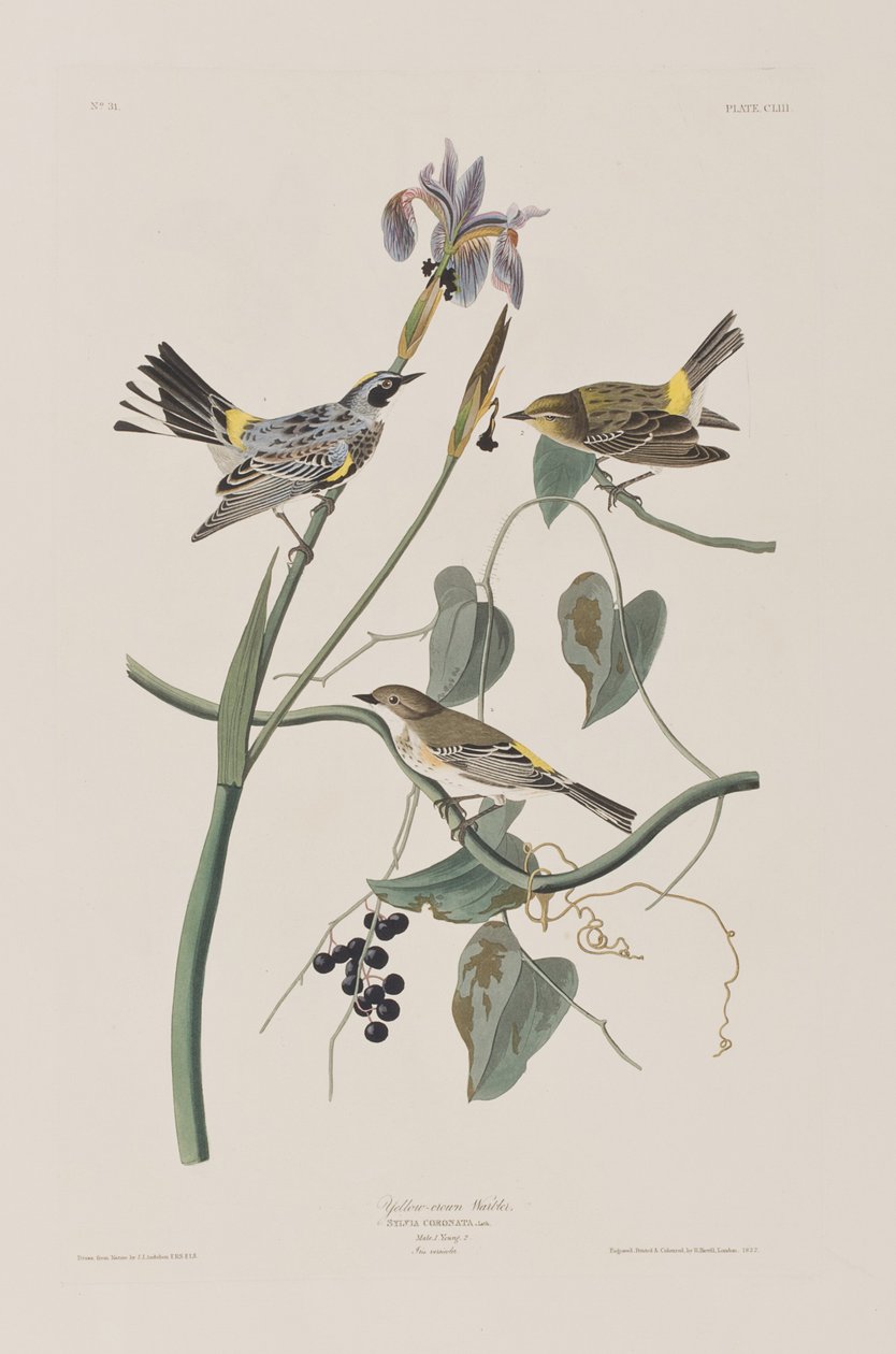 Illustrazione da 