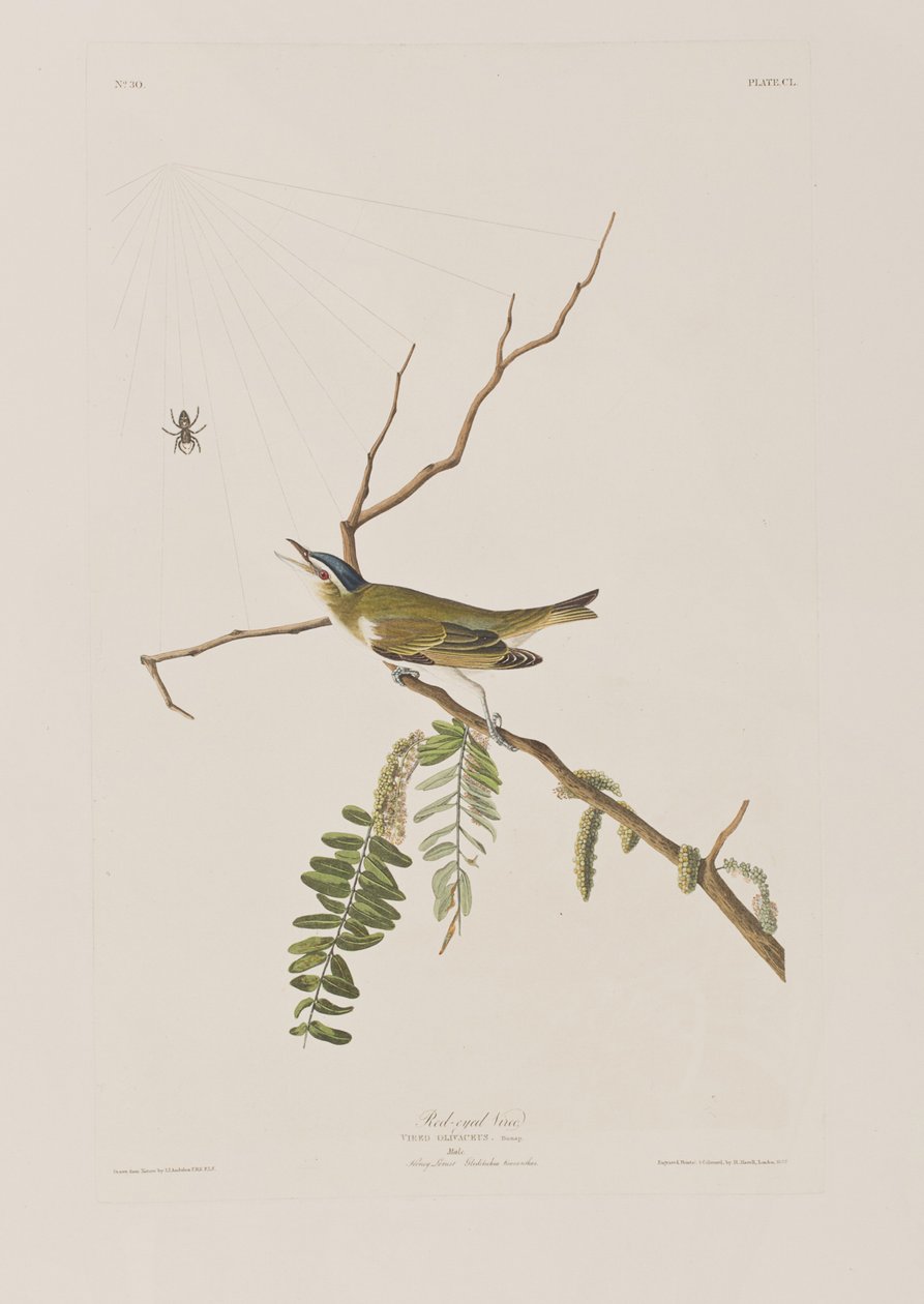 Illustrazione da 