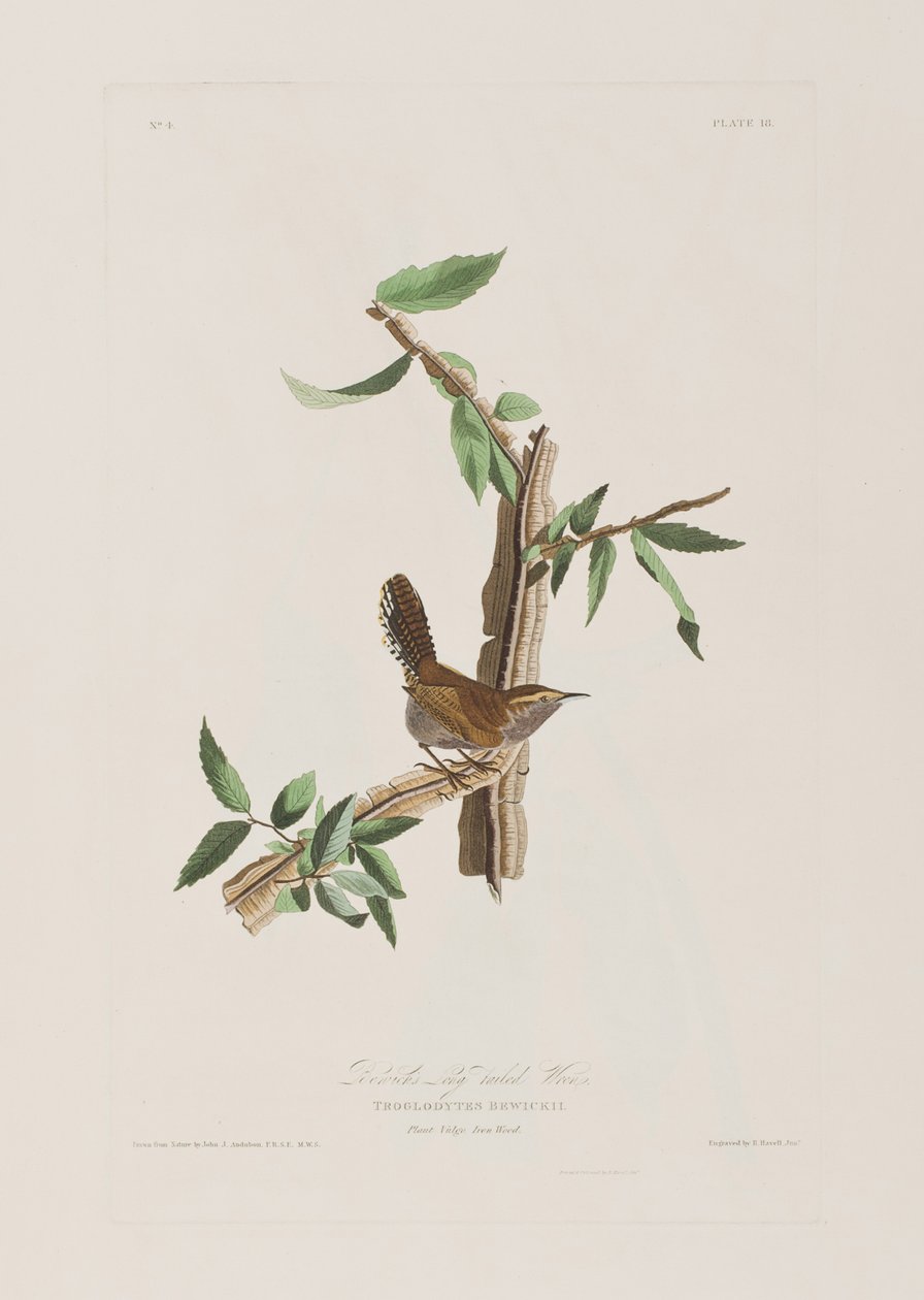 Illustrazione da 