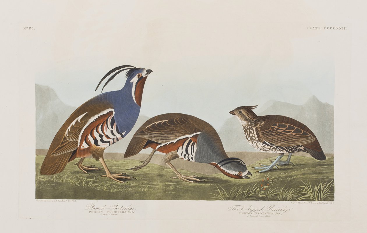 Illustrazione da 