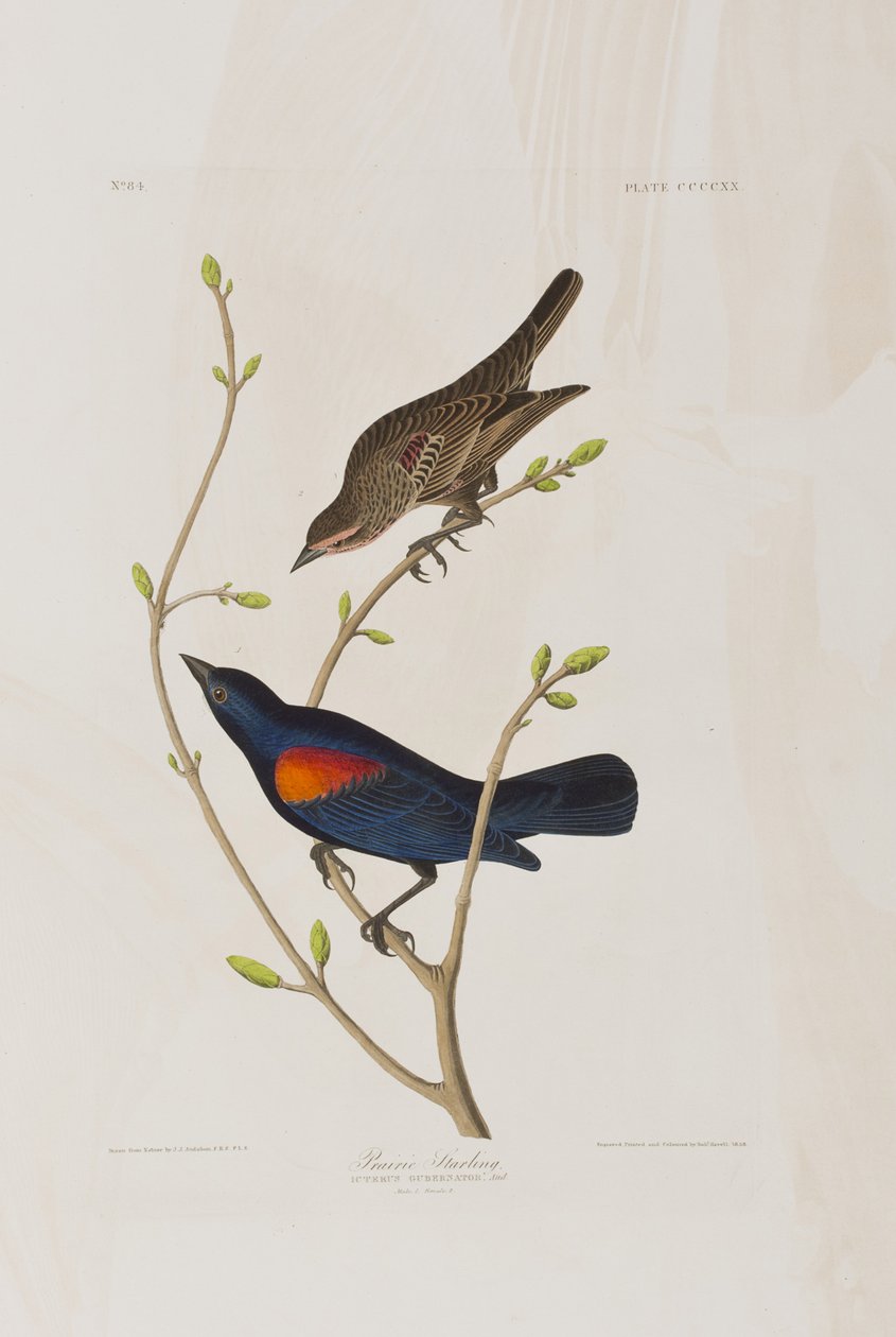 Illustrazione da 