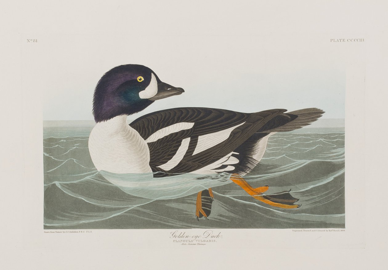 Illustrazione da 