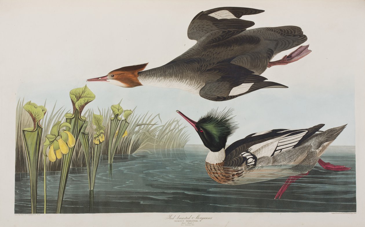 Illustrazione da 
