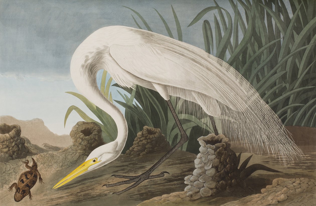 Illustrazione da 