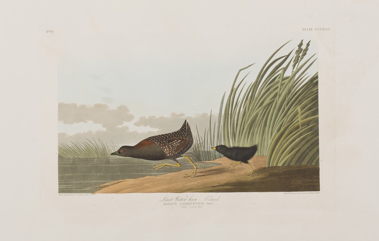Illustrazione da 