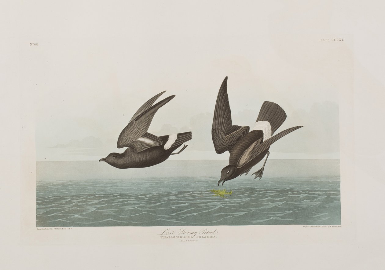 Illustrazione da 