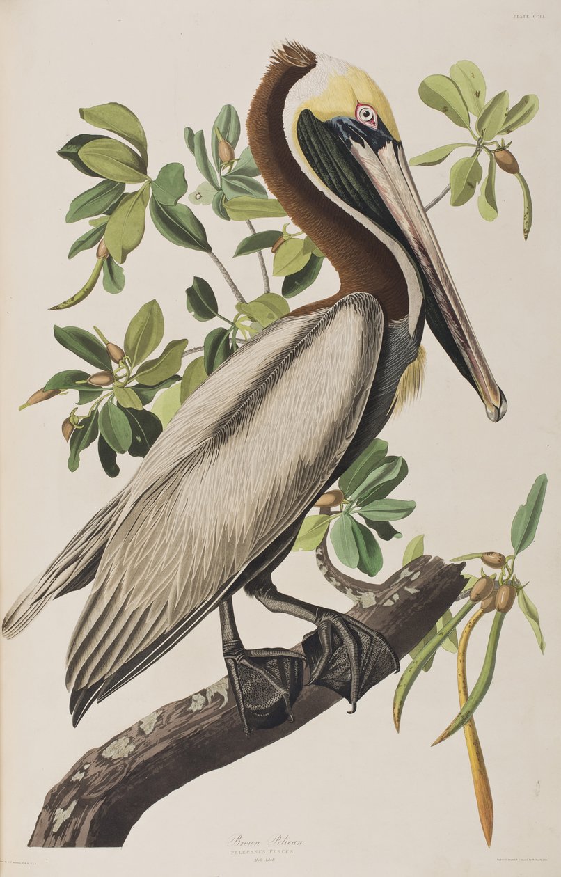 Illustrazione da 