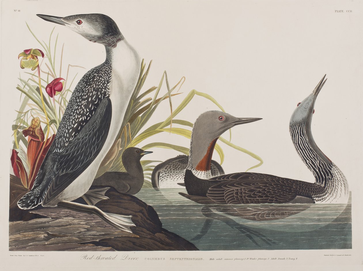 Illustrazione da 