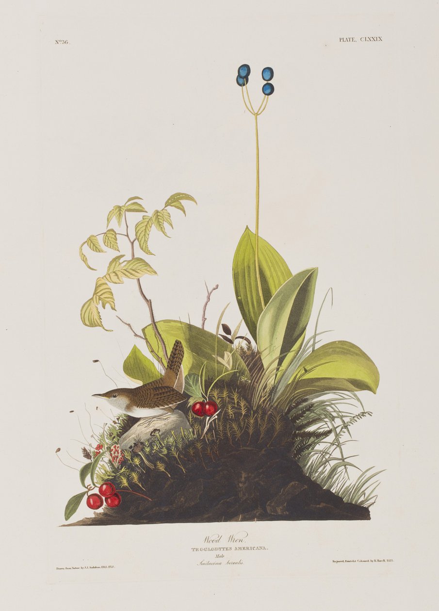 Illustrazione da 