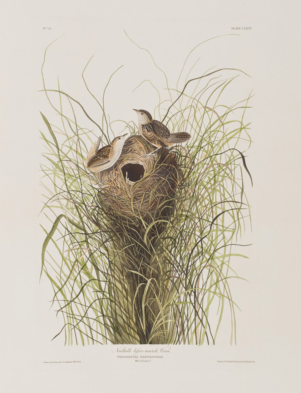 Illustrazione da 