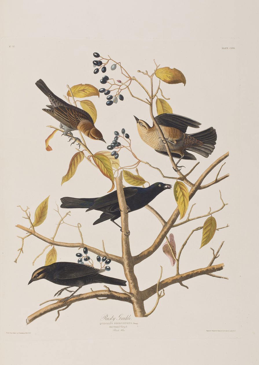 Illustrazione da 