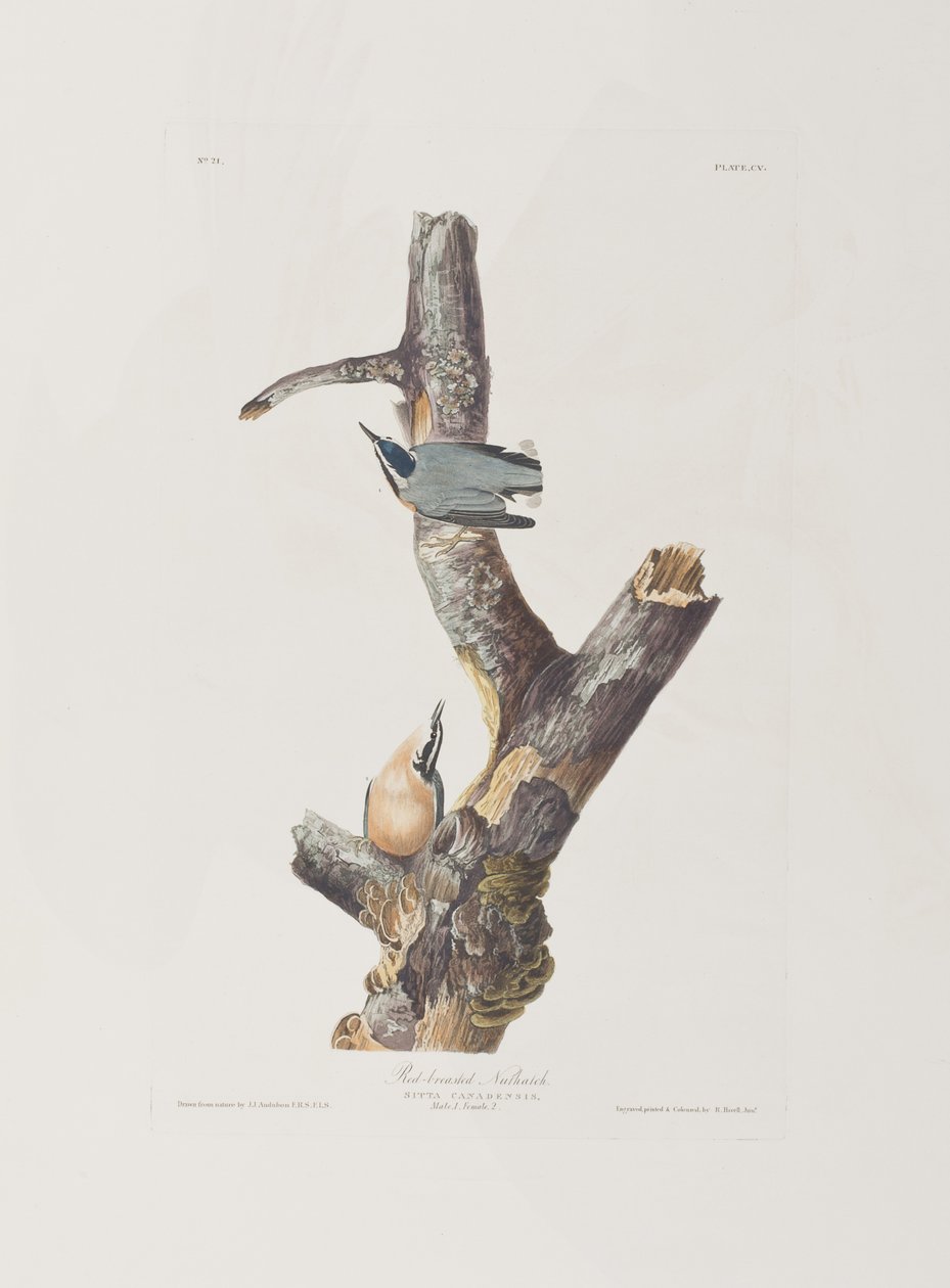 Illustrazione da 