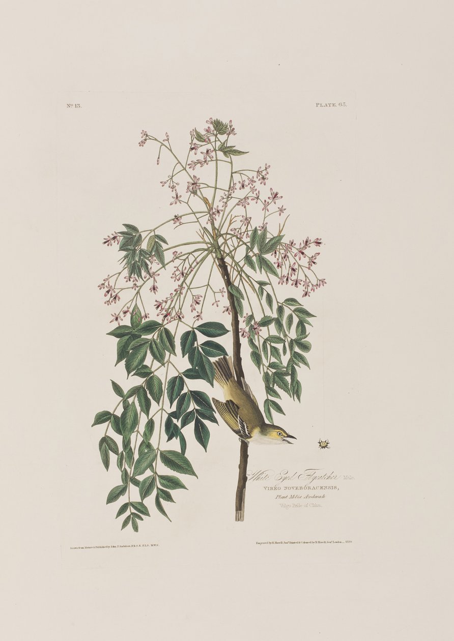 Illustrazione da 