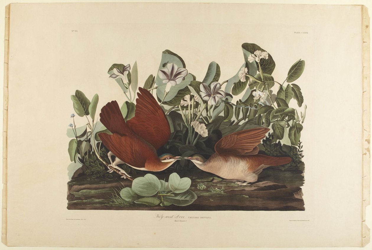 Colomba di Key West da John James Audubon