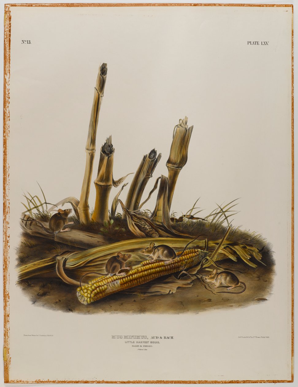 Topo da raccolto da John James Audubon