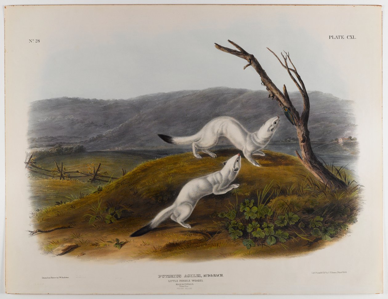 Piccola donnola agile da John James Audubon