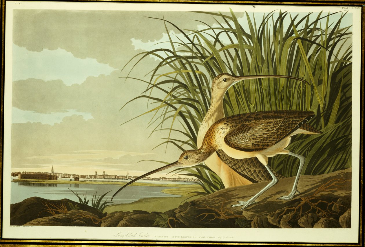 Chiurlo maschio e femmina da John James Audubon