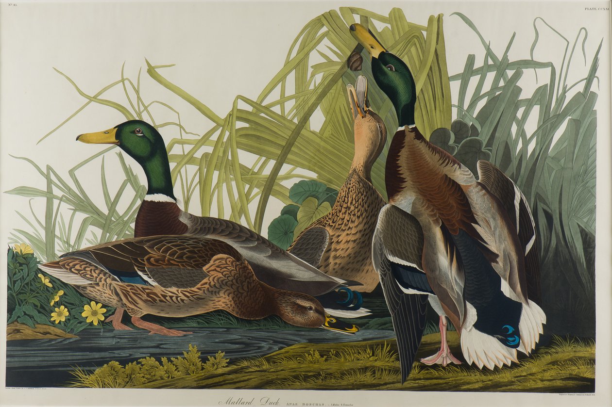 Anatra germano reale, 1834 da John James Audubon