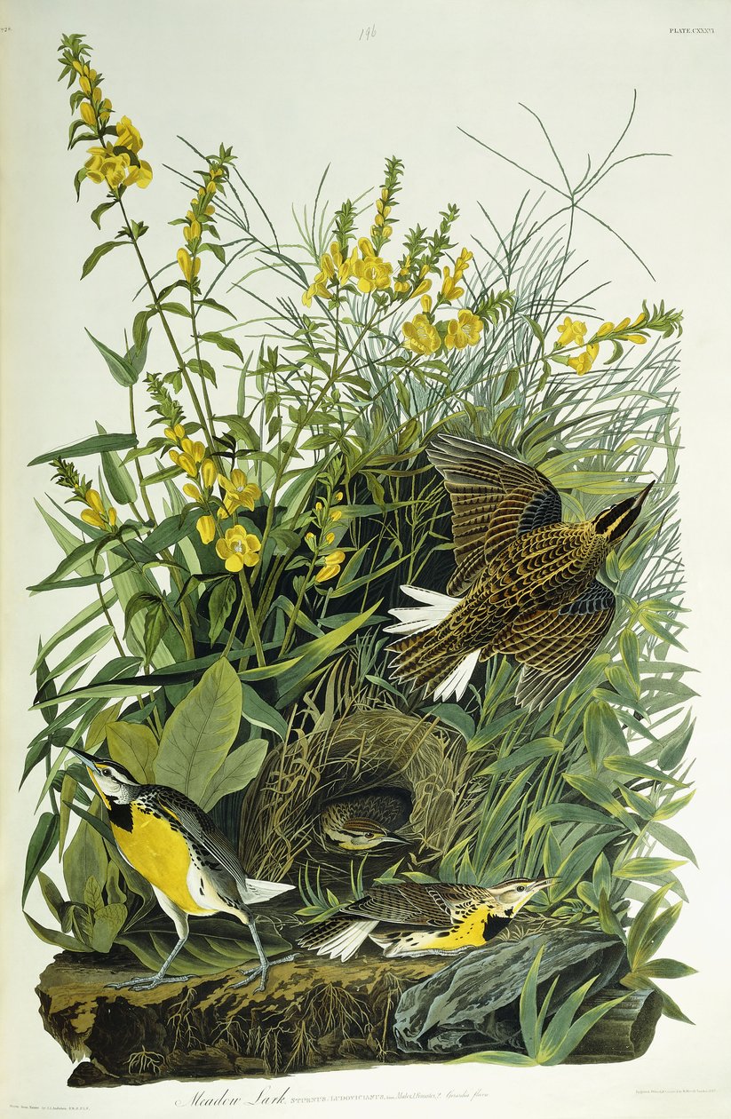 Allodola dei prati da John James Audubon