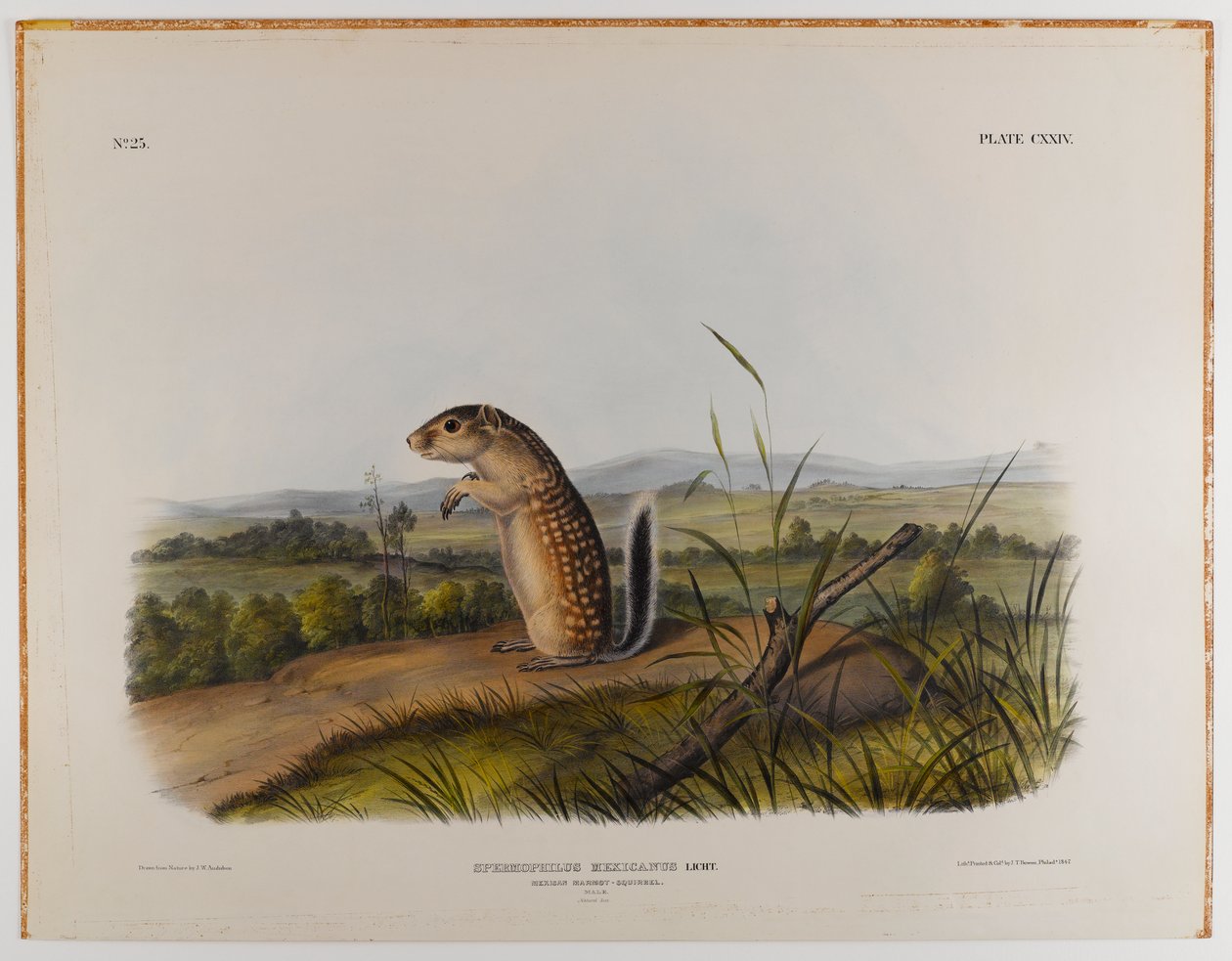 Marmotta scoiattolo messicana da John James Audubon