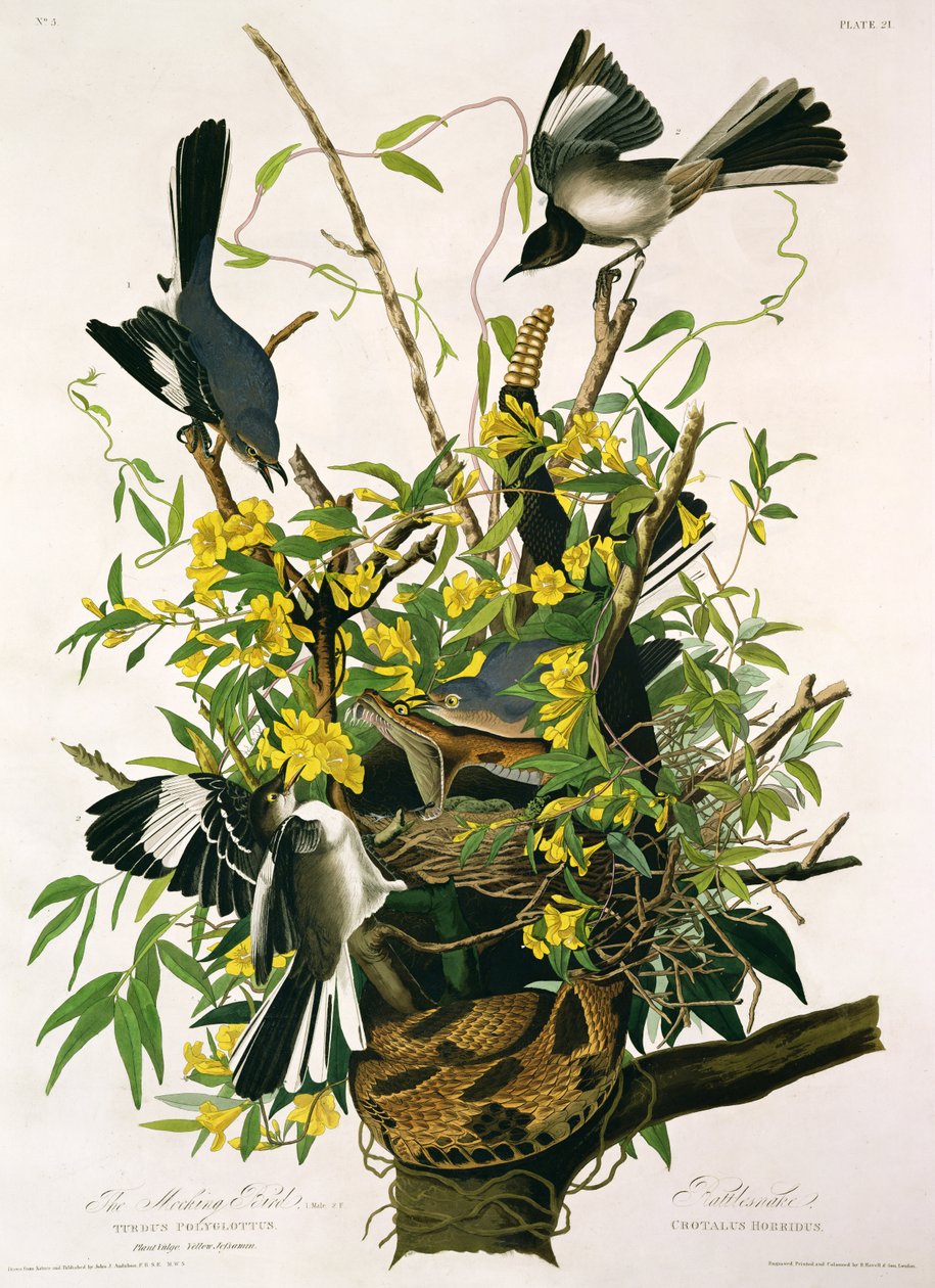 Mocking Birds e Rattlesnake, da 