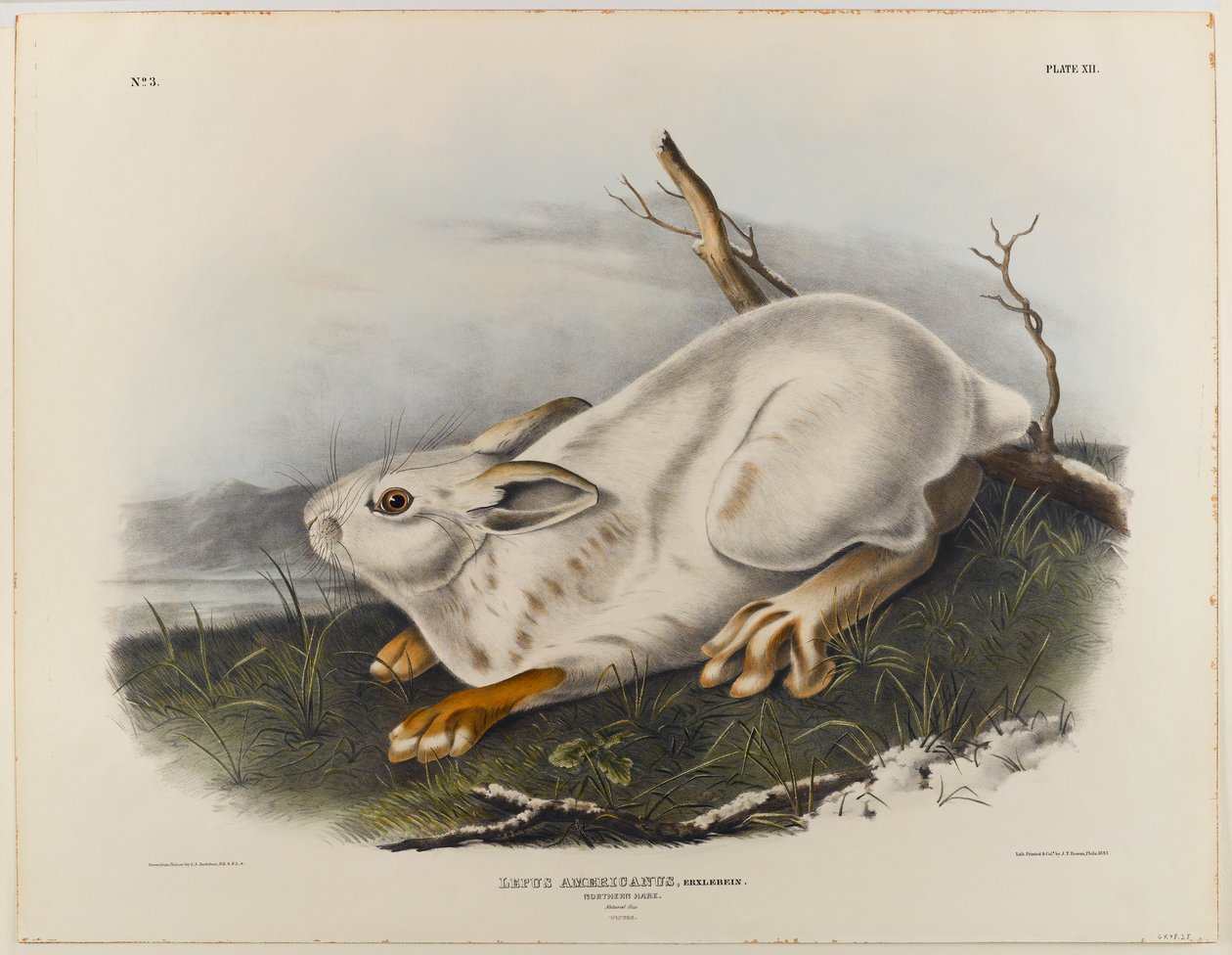 Lepre del nord (pelliccia invernale) da John James Audubon