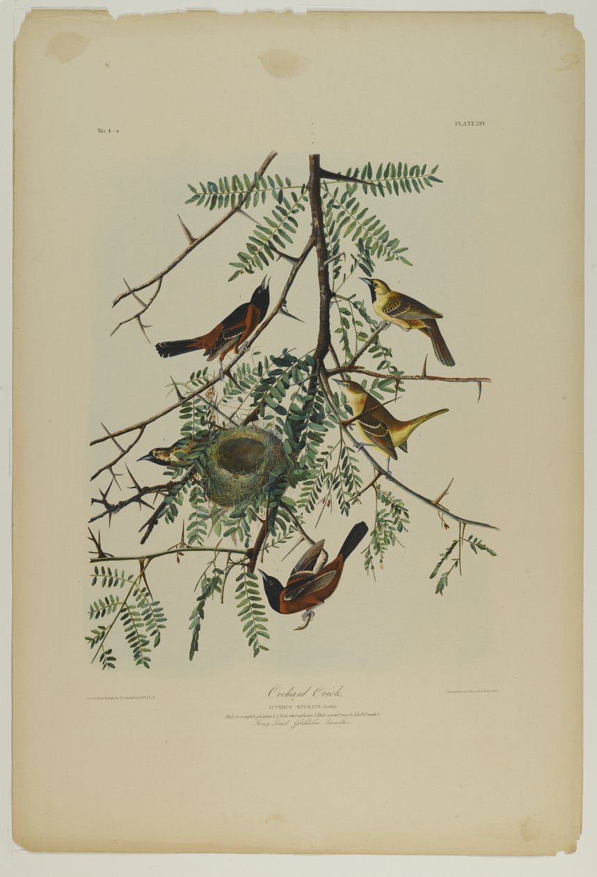 Oriolo del frutteto da John James Audubon