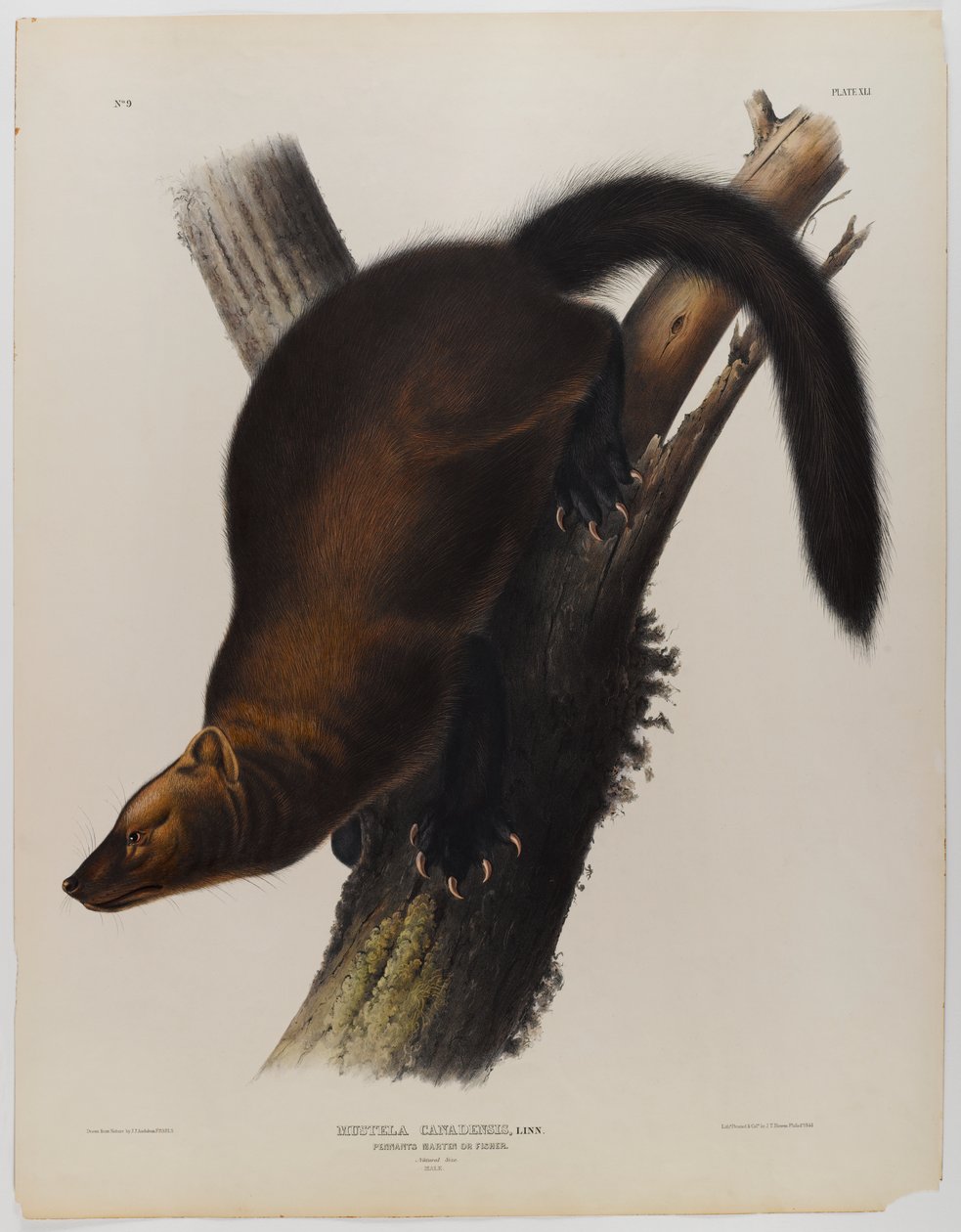 Martino pescatore da John James Audubon