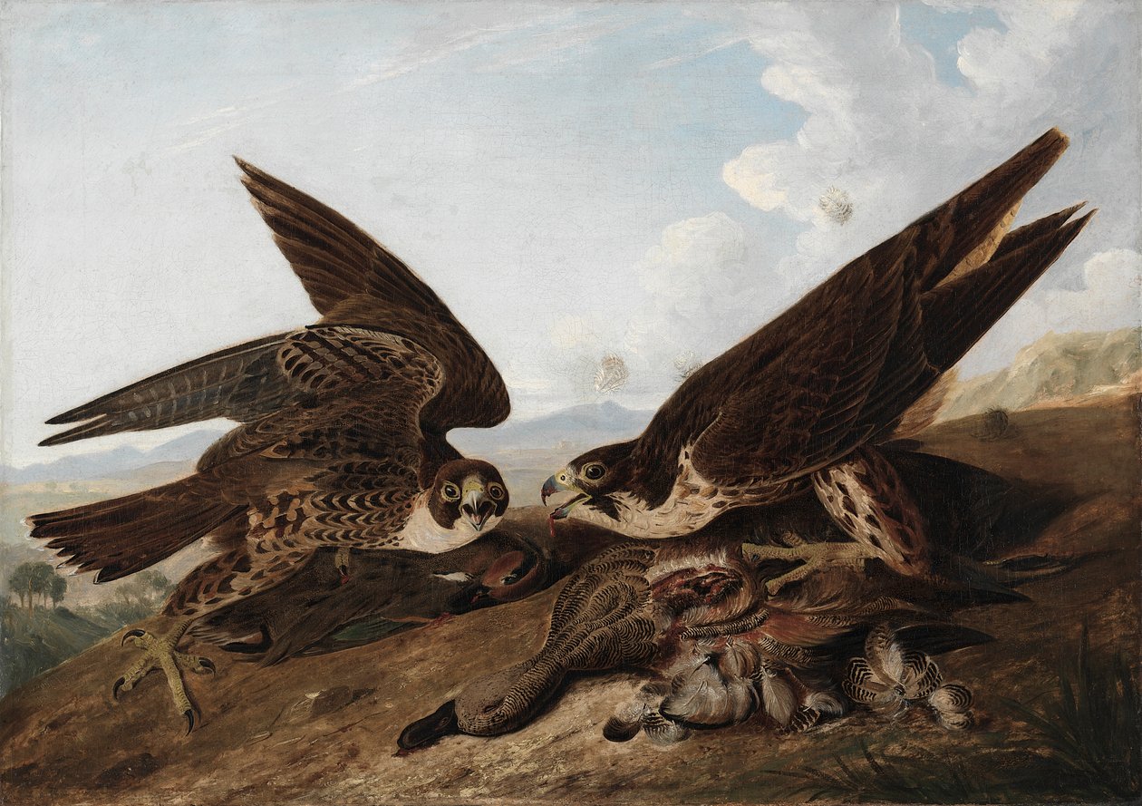 Falchi pellegrini da John James Audubon