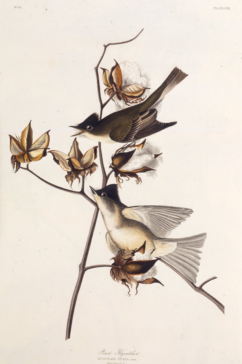 Pewit Flycatcher. Da The Birds of America, 1827-1838 da John James Audubon